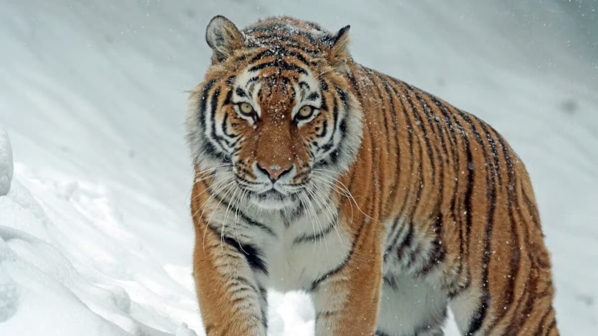 international tiger day 2026