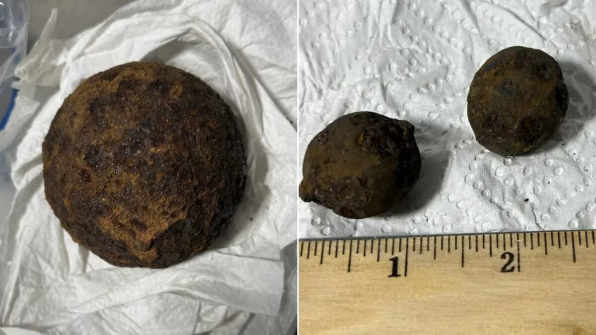 tsa discovers historic cannonb