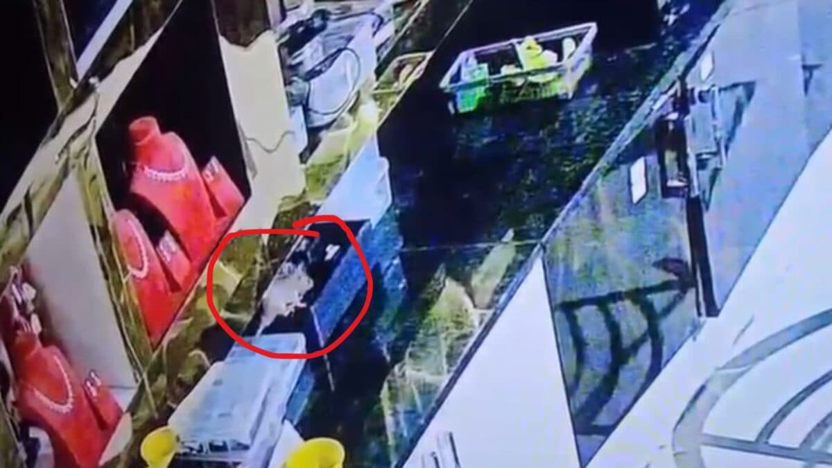 rat steals rs 10 lakh diamond