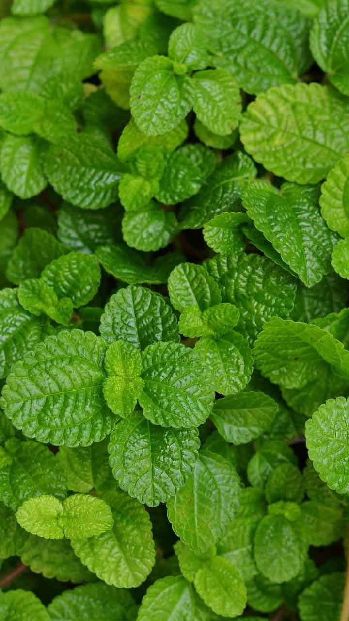 Mint Health Benefits Eat Them Daily