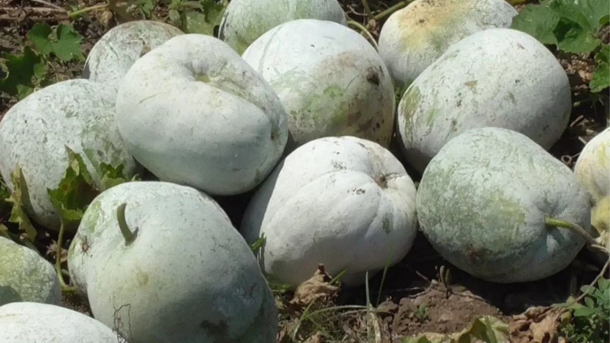 Health Benefits Of Ash Gourd