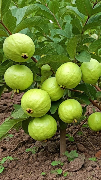 Better For People With These Problems Not To Eat Guava