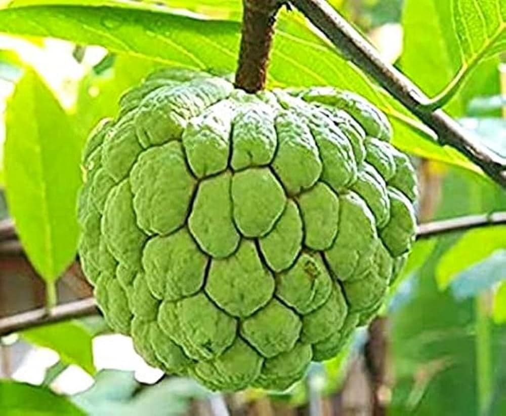 This Problem Should Not Eat Sitaphal