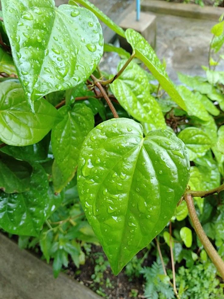 Do You Know The Wonders Of Betel Leaves