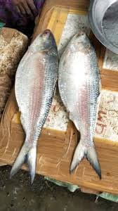 Eating Fish Has Many Health Benefits