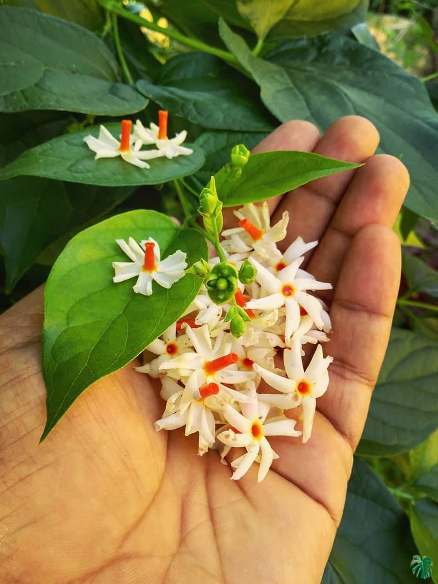 Can I Grow Parijatam Plant At Home