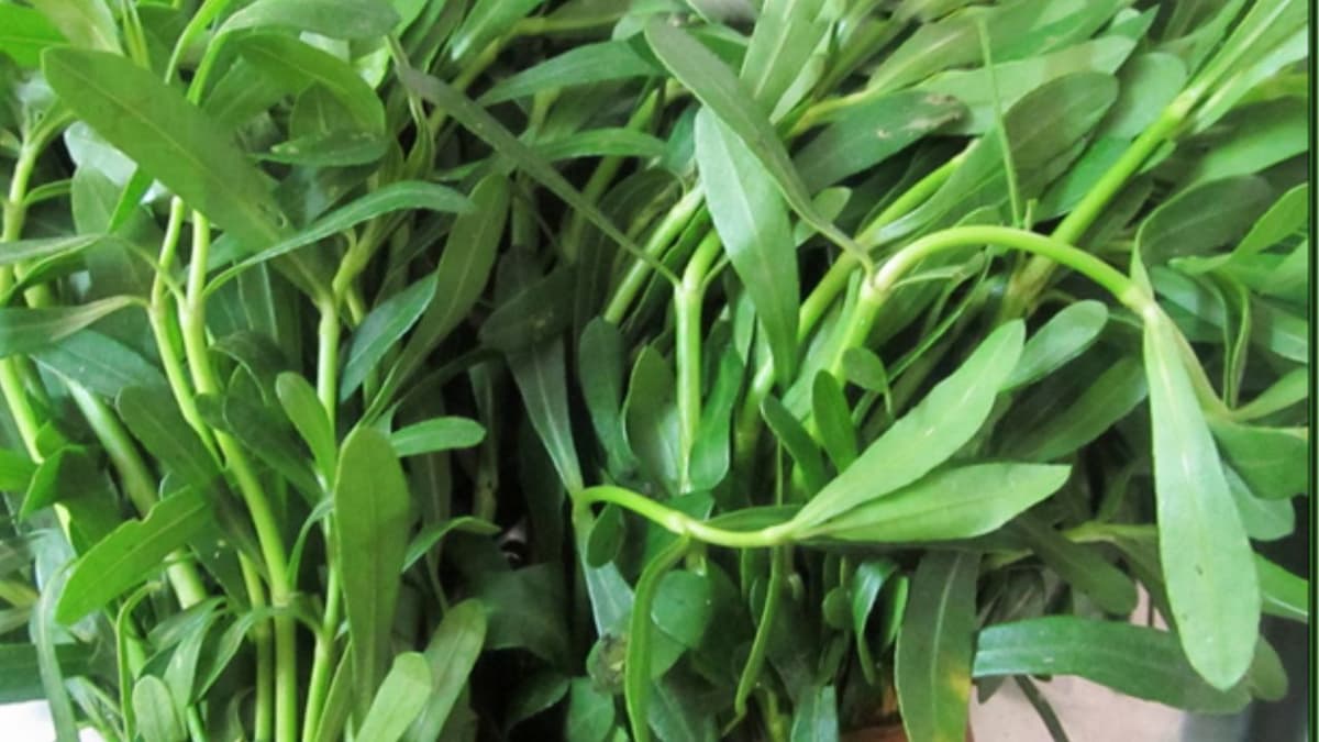 Ponnaganti Kura Health Benefits