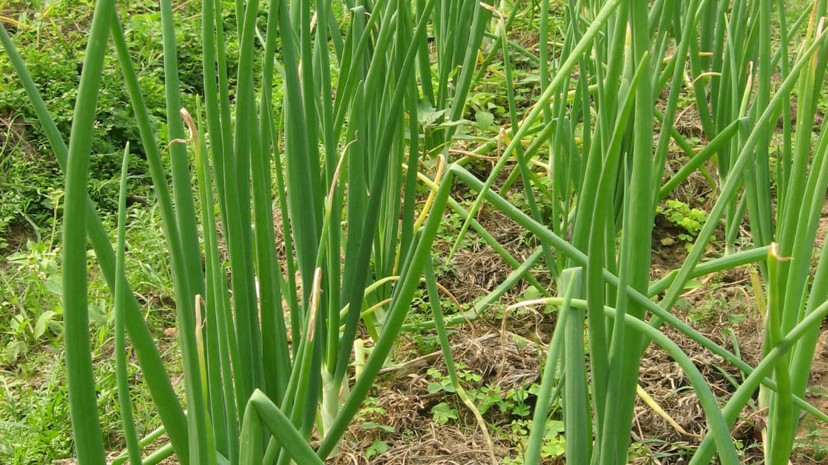 Benefits Of Onion Leaves
