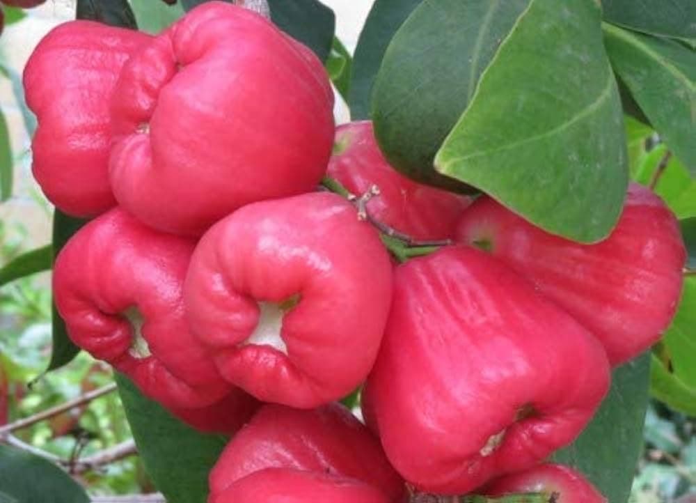 Rose Apple Benefits