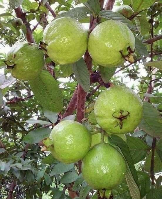 Benefits Of Every Day Eating One Guava