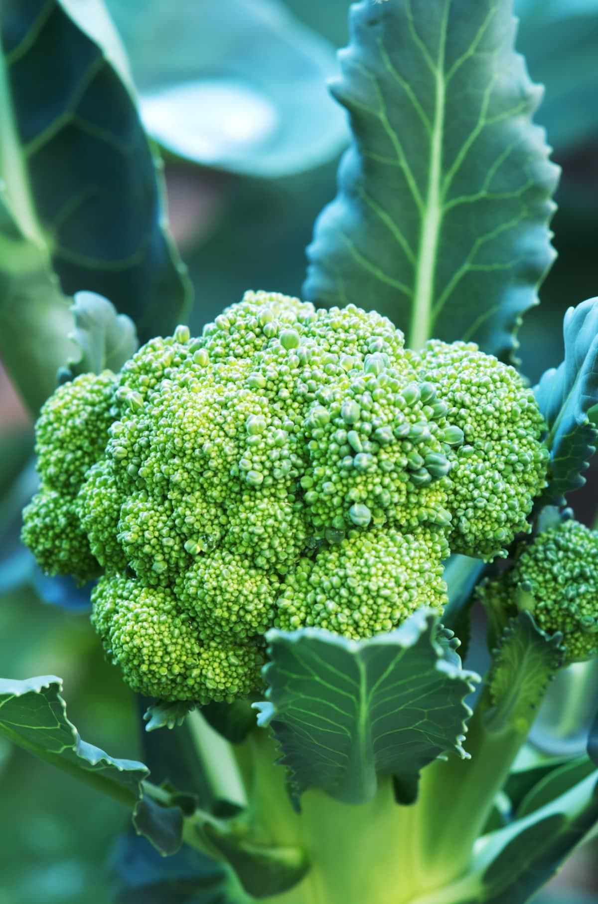Do You Know What Happens If You Eat Broccoli Every Day