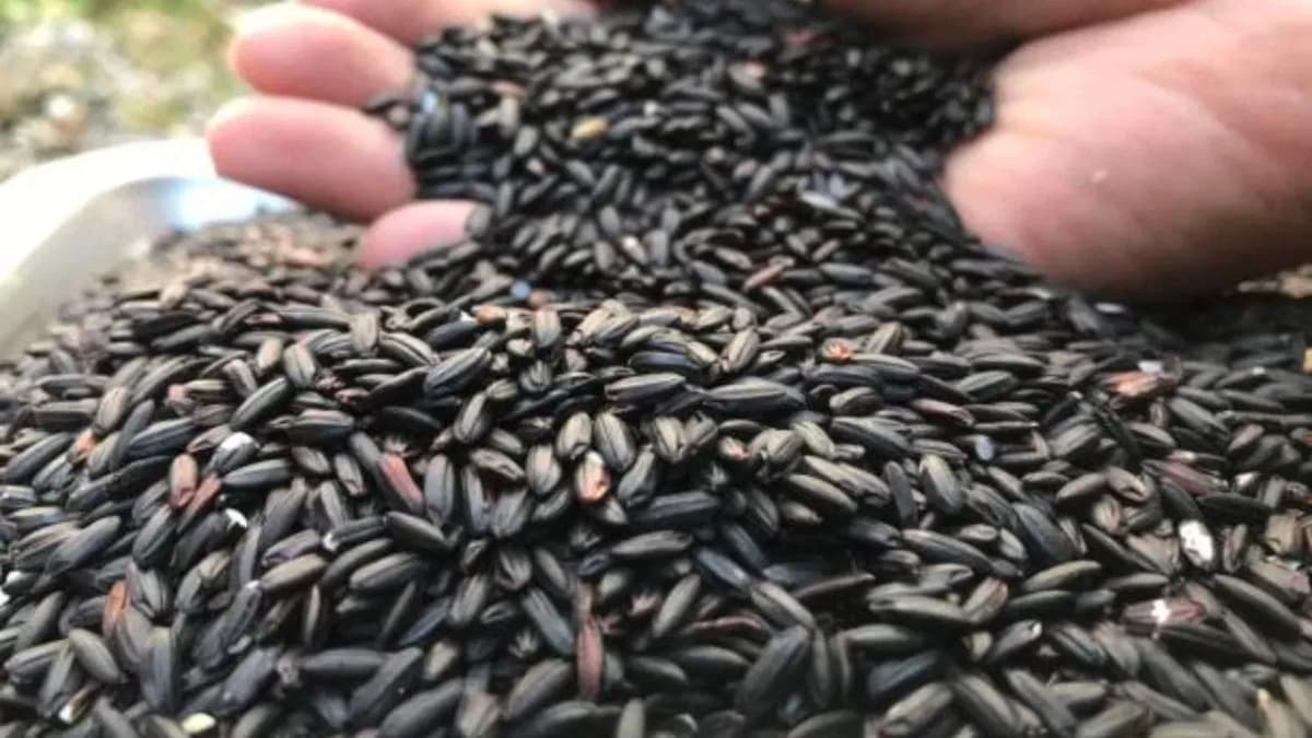 Black Rice Health Benefits