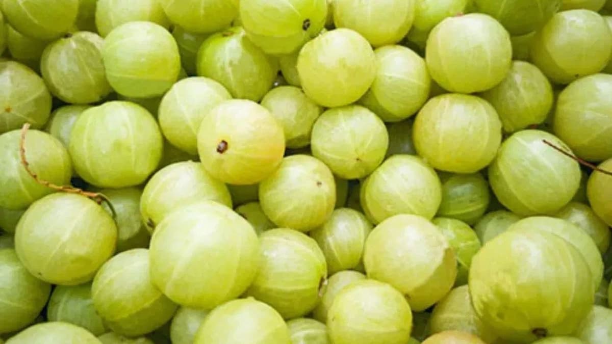 Many Health Benefits Of Amla