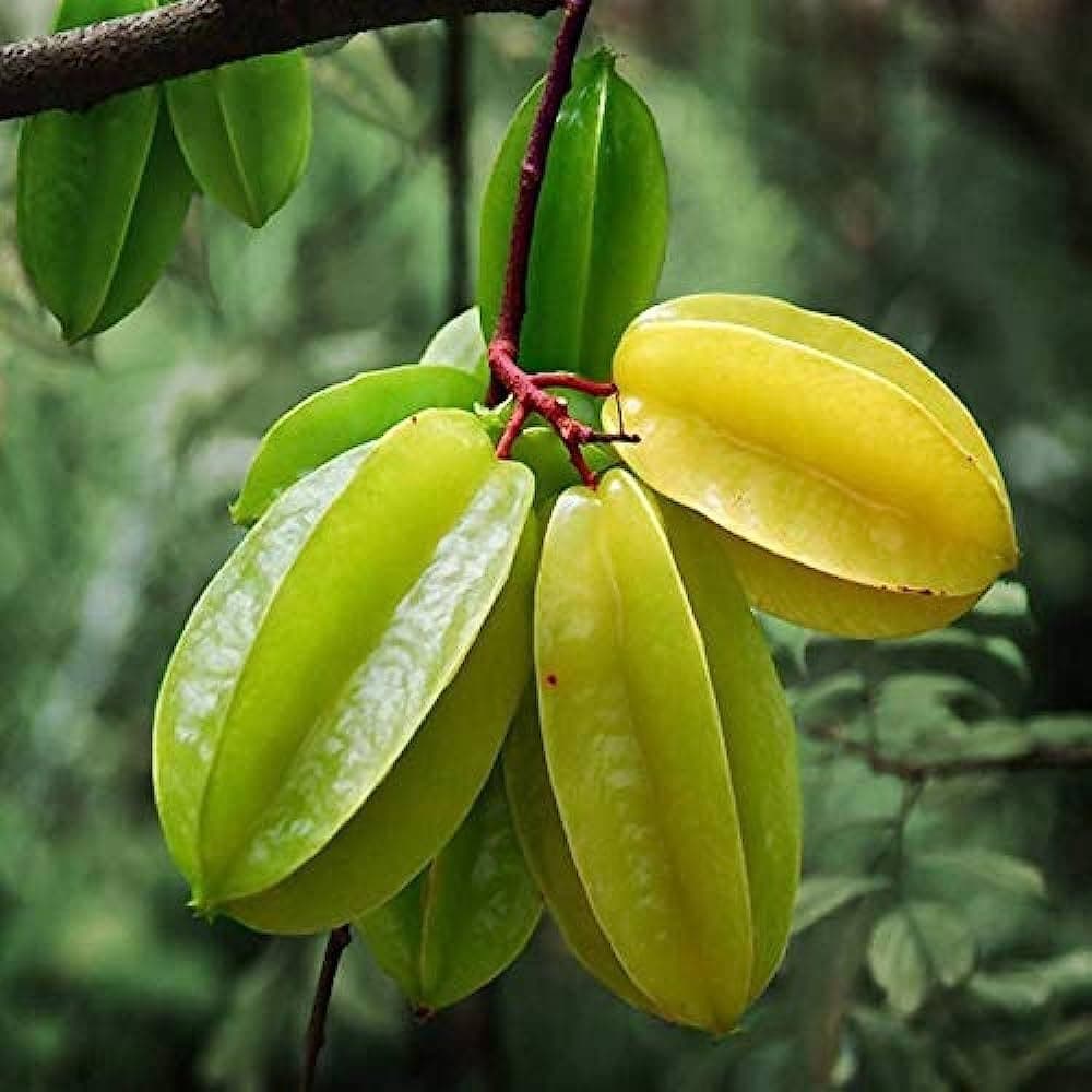 Star Fruit Benefits