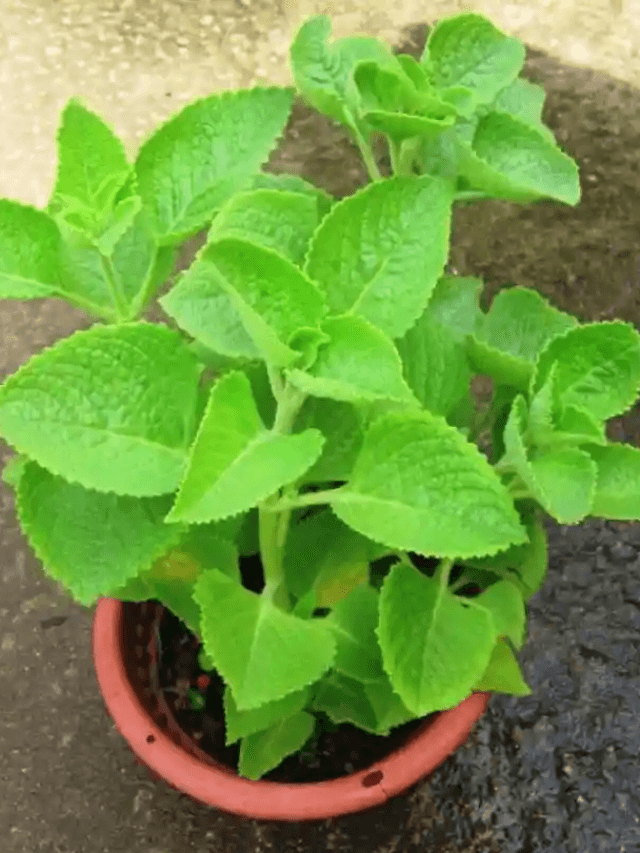 Ajwain Leaves