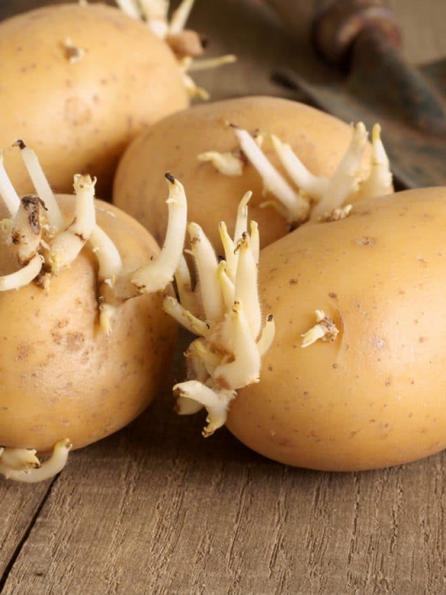Sprouted Potato
